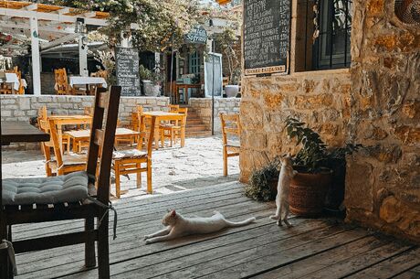 Datça Badem Çiçeği Festivali