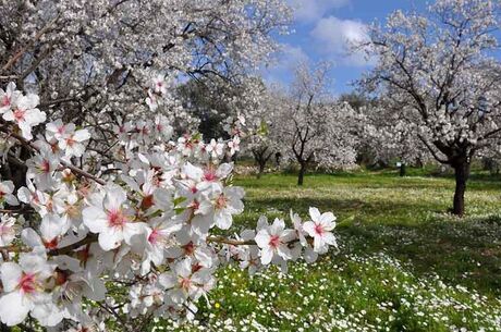 Datça Badem Çiçeği Festivali
