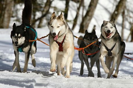 Lapland & Kuzey Işıkları Rüyası