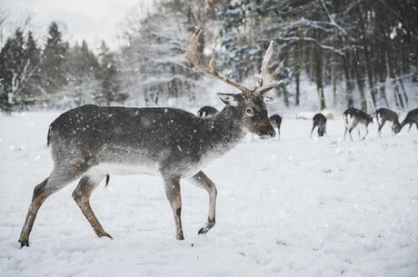 Lapland & Kuzey Işıkları Rüyası